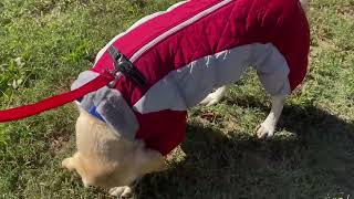 AOFITEE Fullbody Dog Coat Warm Fleece Dog Jacket Four Legged Puffer Coat Review [upl. by Iy]