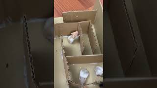 Meşhur labirent vs 8 hamster 🐹 maze babyhamster [upl. by Jordans753]