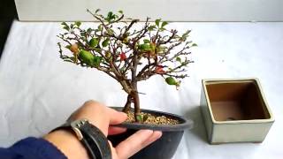 BONSAI CHAENOMELES quotSPECIOSAquot [upl. by Kafka]