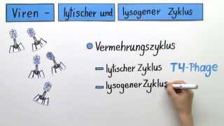 Lytischer und Lysogener Zyklus bei Viren  Biologie  Genetik [upl. by Marillin]