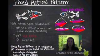 Fixed Action Patterns amp Supernormal Stimuli [upl. by Garneau]