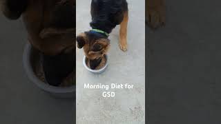 German shepherd Diet dogs germanshepherd dogshorts youtubeshorts animalshorts [upl. by Georas]