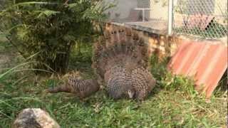 Grey Peacock Pheasants in captivity [upl. by Mcclelland727]