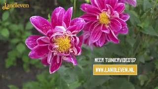 Dahlias overwinteren [upl. by Wilmar]