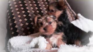 Quality Yorkie Terrier Puppies in California [upl. by Aural]