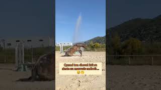 Mon cheval sauto prank partie 2 😂 horse cheval animal humour funny fail [upl. by Nahtanaoj]