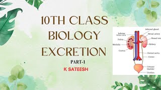 Excretion Part 1satyaravali [upl. by Epuladaugairam]