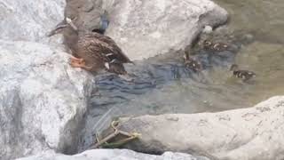 청둥오리 mallard baby bird nature 별빛내린천 seoul korea [upl. by Stromberg]