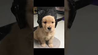 Cute dog compilation  dogs dog lovers  cute yt shorts [upl. by Nosneb]