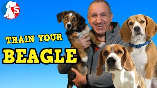 How To Train A BEAGLE To Listen amp Behave [upl. by Duston]