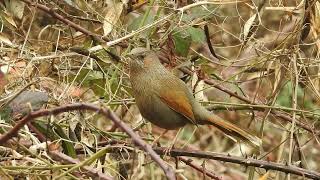 Streaked Laughingthrush singing [upl. by Vassily]