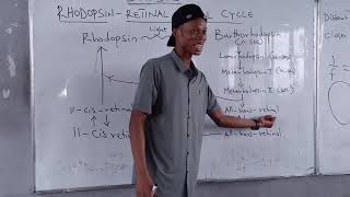 RHODOPSINRETINAL VISUAL CYCLE BIOCHEMISTRY OF VISION [upl. by Anilev]