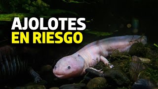 Ajolotes mexicanos se encuentran en peligro de extinción [upl. by Xuagram997]