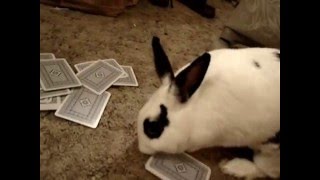 A Bunny amp 2 Cats playing cards [upl. by Smaj907]