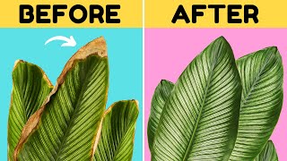 10 Awesome Tips to Stop Brown Tips on Your Calathea [upl. by Stockwell]