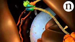 RNA interference RNAi by Nature Video [upl. by Suehtomit482]