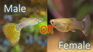 How to find the gender of a guppy [upl. by Buck38]