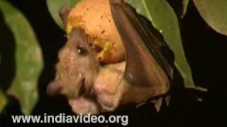 Shortnosed fruit bat India [upl. by Hooke]