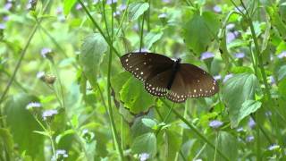 Butterflies of Thailand part 3 HD [upl. by Enilav876]