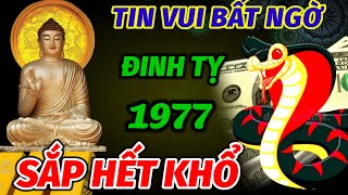 TIÊN TRI TIẾT LỘ TIN VUI BẤT NGỜ TRONG 2 THÁNG CUỐI NĂM TUỔI ĐINH TỴ 1977 ĐANG KHỔ BỖNG ĐỔI ĐỜI GIÀU [upl. by Gnem]