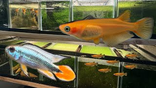 Ricefish and Blue Flame Apistogramma Breeding Projects  Fish Room Update [upl. by Larrad590]