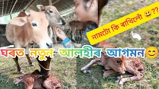 কথা কব নোৱাৰিলে ও বুজি পায় জন্তুৱেনামটো কি ৰাখিলোঁ‌😃Daily vlog dailyvloging [upl. by Ahtekahs]