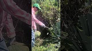 Policultivo en agave shortvideo agricultura [upl. by Ellett7]