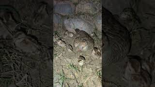 Dakhani female partridge with cute little chicks little pets petbirds [upl. by Barabbas]