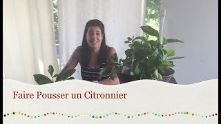 Faire Pousser un Citronnier [upl. by Petronille68]