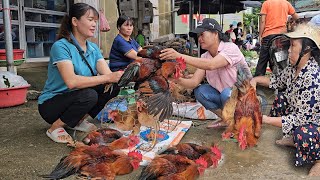 Selling free range chickens customers compete to buy Gardening and growing vegetables  Ep 288 [upl. by Balfour]