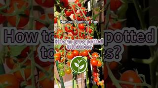 How to grow potted tomatoes shortvideo plants youtubeshorts viralvideo garden shorts [upl. by Latsyek579]