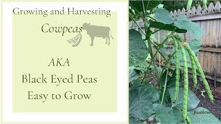 Growing and Harvesting CowpeasAKA Black Eyed PeasEasy Plant to Grow🍃 [upl. by Comras]