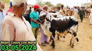 Bhains Colony Mandi Karachi Cattle Update 03052024  FRIDAY Special 150K Lost 😳  Cow Mandi 2024 [upl. by Strawn706]