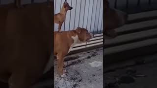 Try Not To Laugh 😂  New Funny Dogs Compilation Short Funny Dogs [upl. by Neehcas]