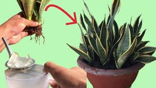 Surprisingly I used the aloe vera and rice grain method to propagate the snake plant garden [upl. by Yrtua105]