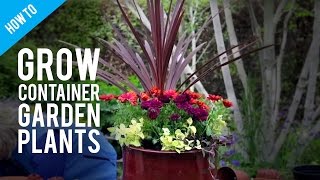 How To Grow Pot Plants in a Container Garden [upl. by Eibrad874]