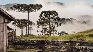 Serra Catarinense  a fruta do futuro  Globo repórter  Documentário [upl. by Nortna]