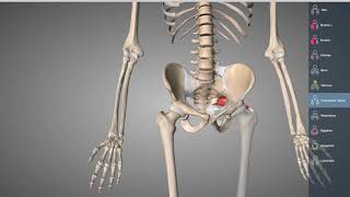 Bäcken osteologi och ligament [upl. by Cilo746]