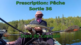 Prescription Pêche Sortie 36 Doré de canicule [upl. by Barnabas]