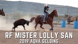 RF MISTER LOLLY SAN 2019 Gelding GENTLE HeadHeel Horse Available Now [upl. by Seve]