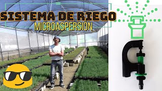 COLOCAMOS UN SISTEMA DE RIEGO POR MICROASPERSION EN UN VIVERO 🌳🌱🌿💧🌲🍃 [upl. by Estella]