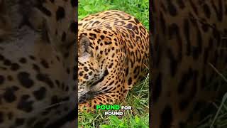 Jaguar Power 2025 animalfacts wildanimalfacts facts [upl. by Anilocin]