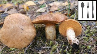 Maślak trydencki Suillus tridentinus [upl. by Cathlene]