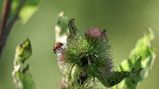 🌻 Enjoy The Colorful Summer Meadow 🌻 Templin in der Uckermark im Norden Brandenburgs 🌻 Part 1 🌻 [upl. by Ecnahs]