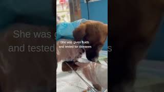 Sick puppy rescued thanks to you and your donations 🙏 china dogs puppiesofyoutube veterinary [upl. by Bo]