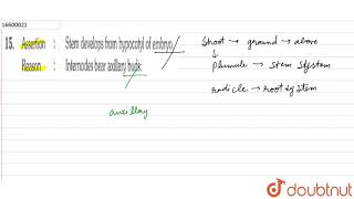 Assertion  Stem develops from hypocotyl of embryo Reason  Internodes bear axillary buds [upl. by Wunder459]