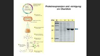 Pharmazeutische Biotechnologie Vorlesung 5 [upl. by Nathanson]