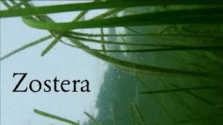 Zostera Documentary [upl. by Ahsieken985]