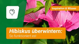 Hibiskus überwintern So funktionierts [upl. by Elwina]