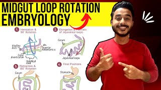 midgut rotation embryology  rotation of midgut embryology  development of midgut embryology [upl. by Dorella133]